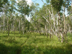 Silver Birch Forests, Hustai